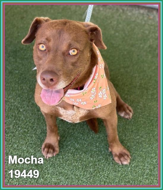 MOCHA, a ADOPTABLE mixed breed in Marietta, GA image 2/6