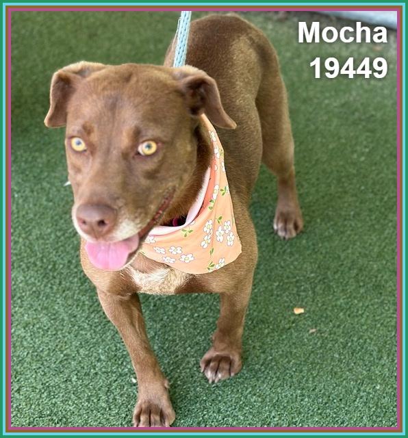 MOCHA, a ADOPTABLE mixed breed in Marietta, GA image 4/6