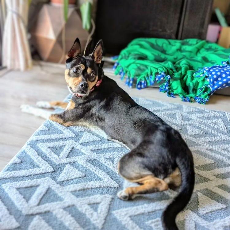 Enlarge Haley, a Adoptable Mixed Breed in Oakland, CA image 1/3