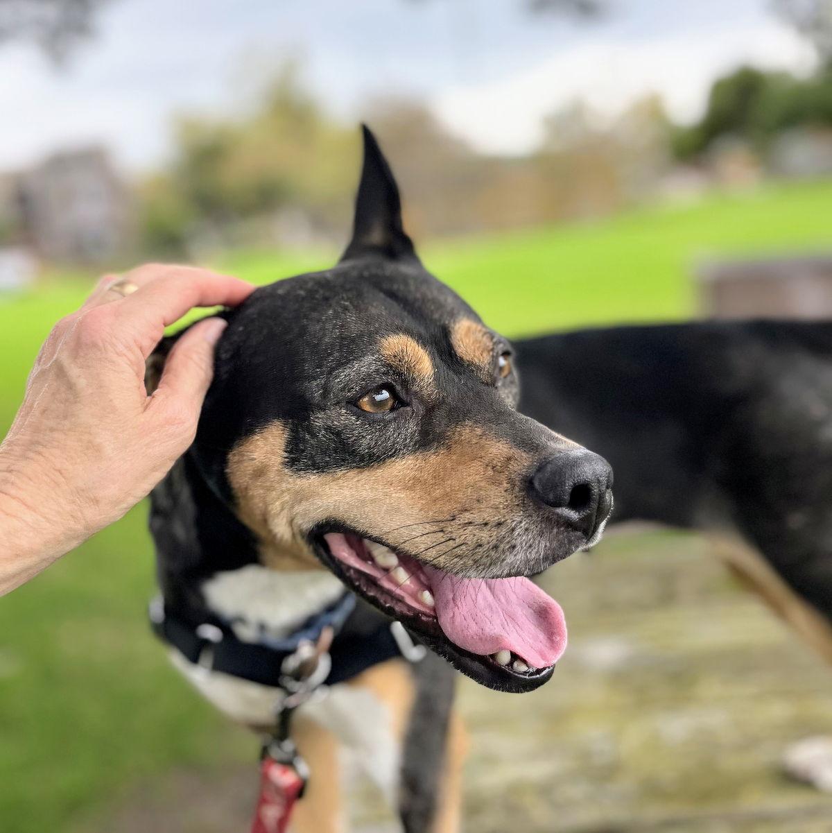 Enlarge Haley, a Adoptable Mixed Breed in Oakland, CA image 2/3