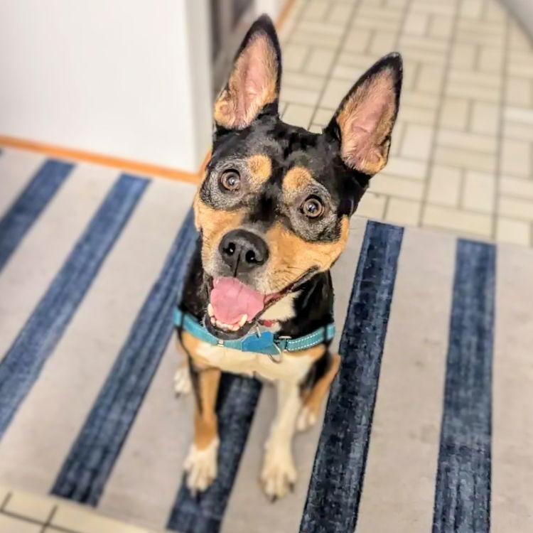 Enlarge Haley, a Adoptable Mixed Breed in Oakland, CA image 3/3