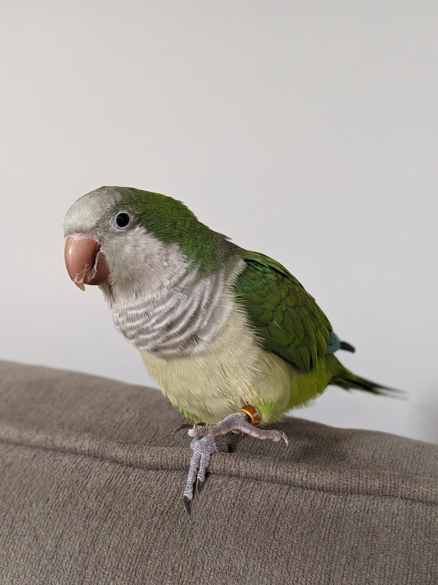 Pickles, Adoptable, Young Male Quaker Parakeet.