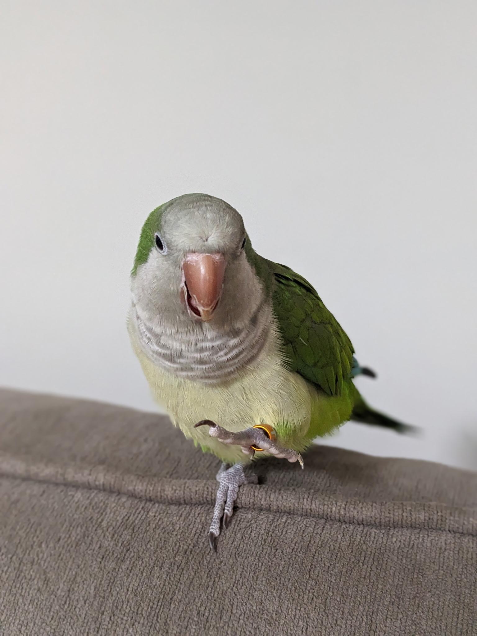 Enlarge Pickles, a Adoptable Quaker Parakeet in CHARLOTTE, NC image 3/4