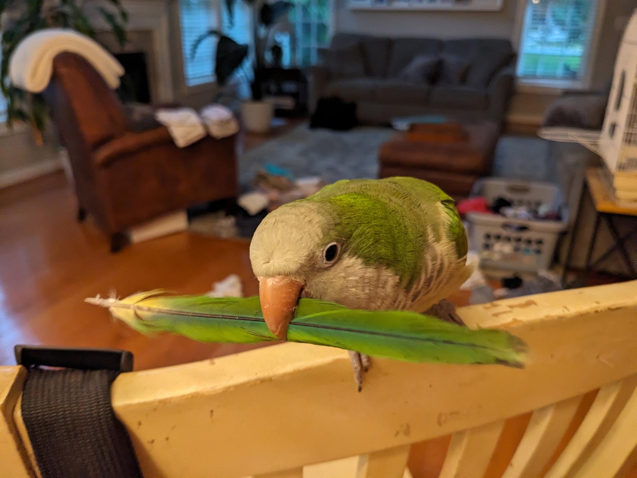 Enlarge Pickles, a Adoptable Quaker Parakeet in CHARLOTTE, NC image 4/4