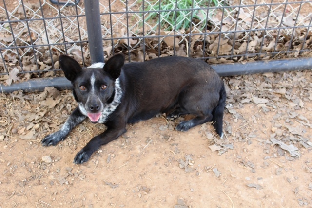Paisley, Adoptable, Adult Female Australian Cattle Dog / Blue Heeler.