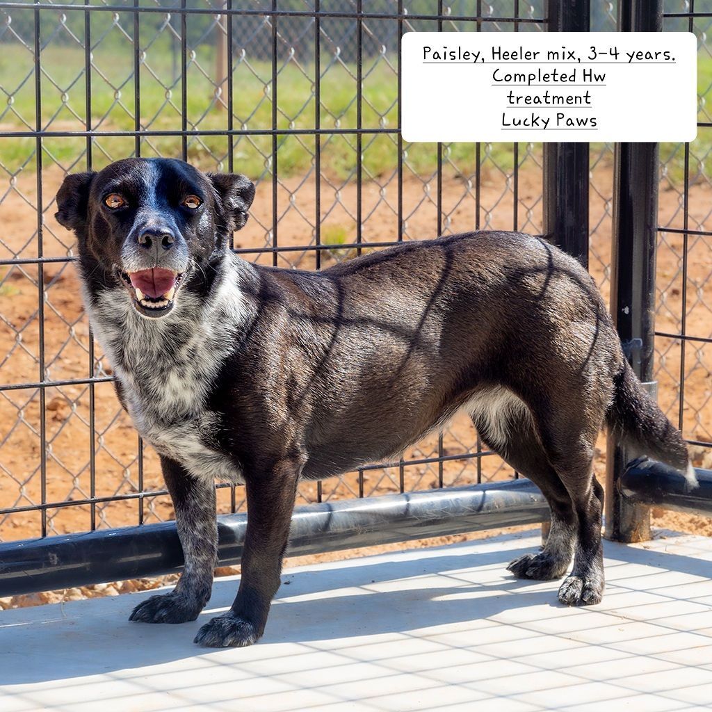 Paisley, a Adoptable Australian Cattle Dog / Blue Heeler in Nocona, TX image 2/4