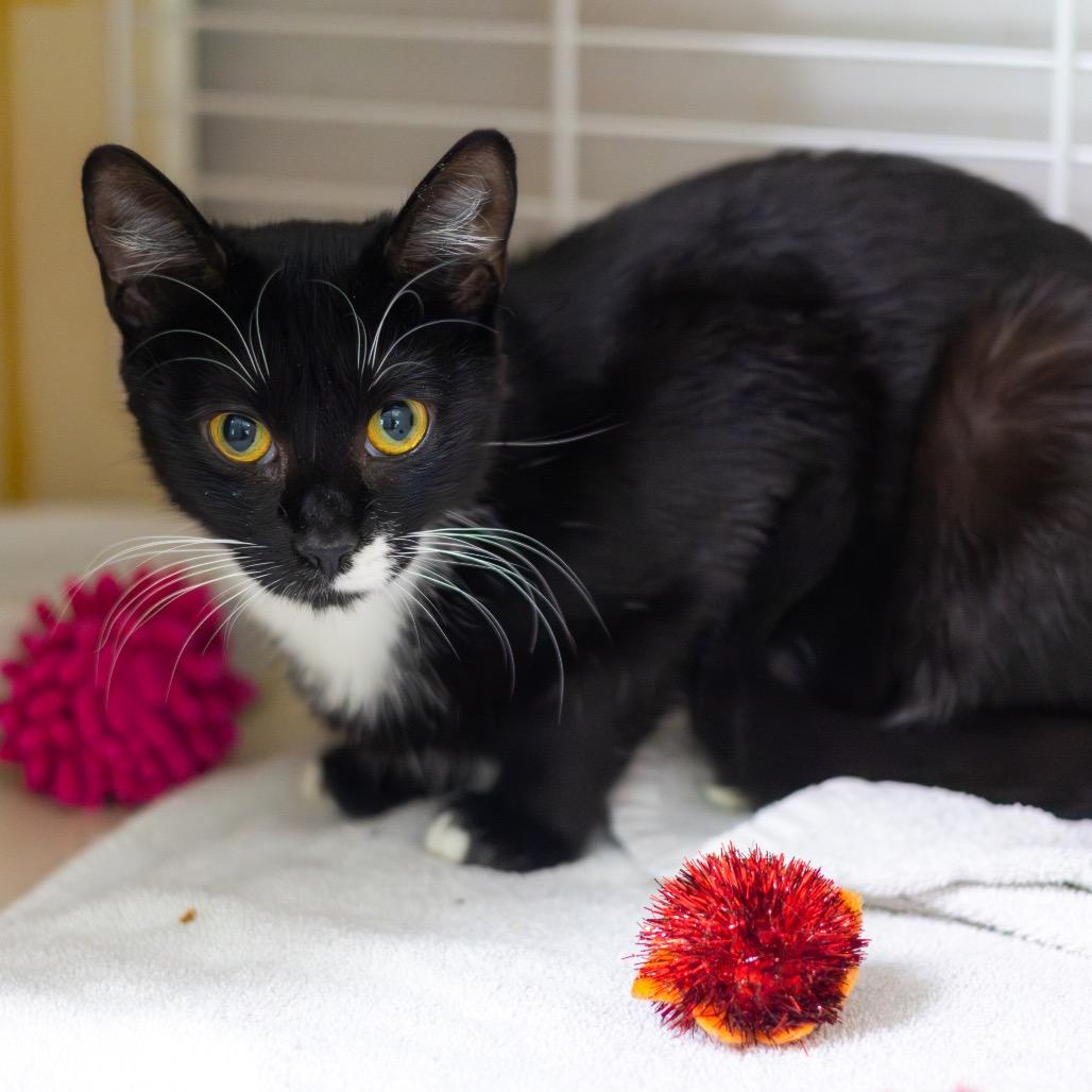 Green Goddess, a Adoptable Domestic Short Hair in Wilmington, DE image 1/3