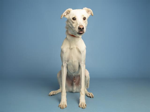 Enlarge LEGO, a Adoptable mixed breed in Phoenix, AZ image 1/1