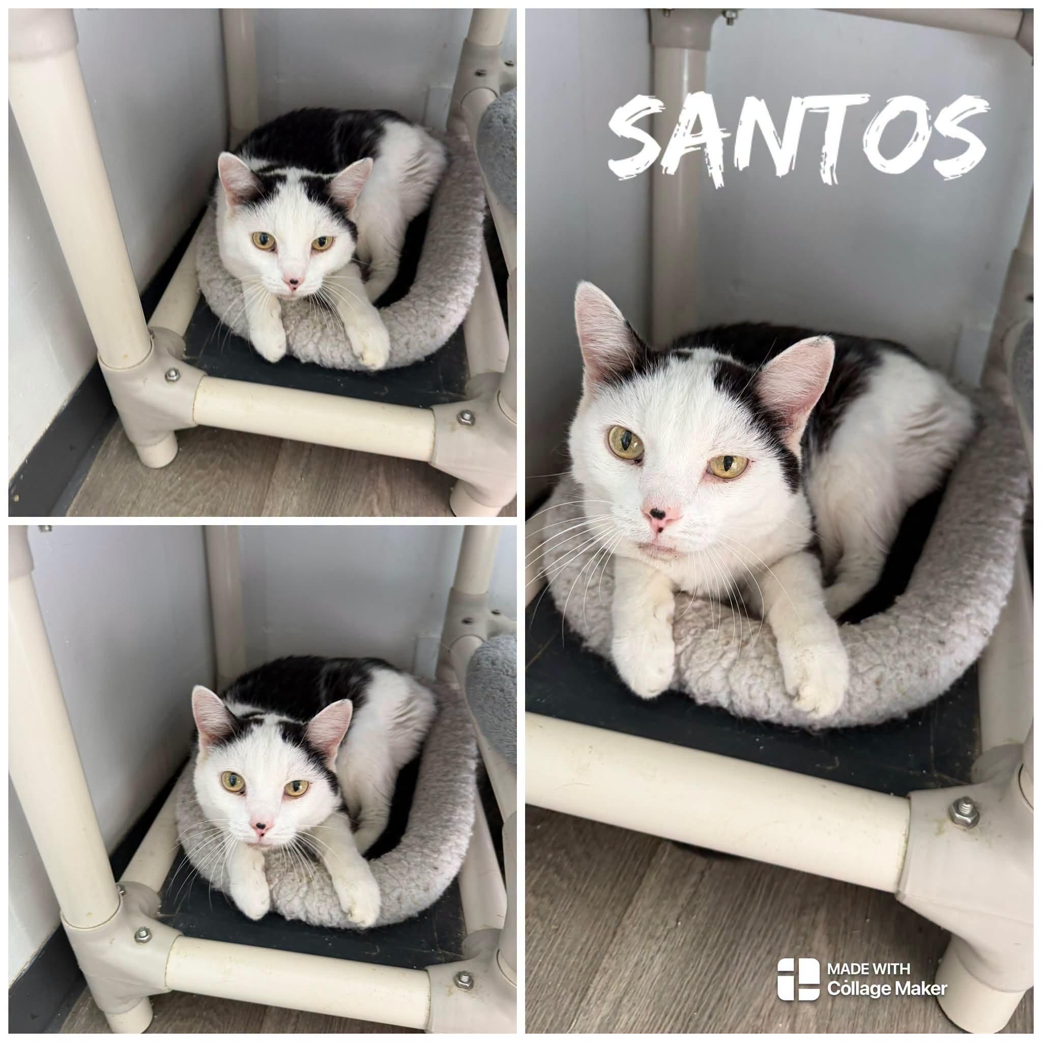 Santos, ADOPTABLE, Senior Male Domestic Short Hair.