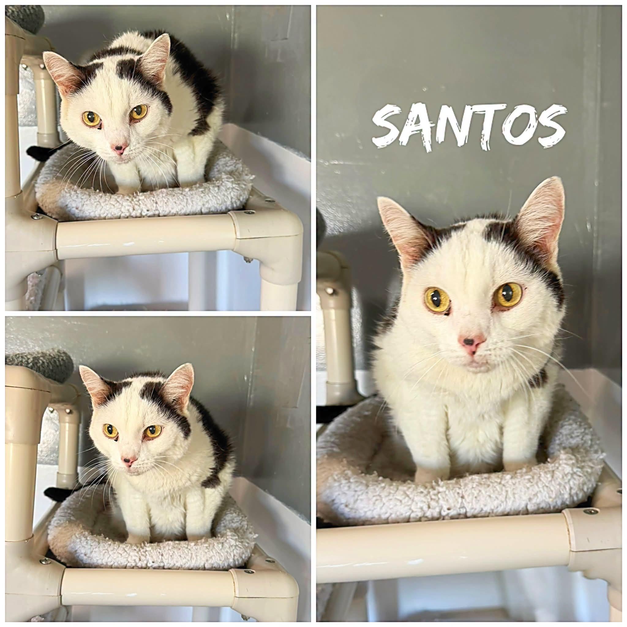 Santos, a ADOPTABLE Domestic Short Hair in Saint James, MO image 2/2