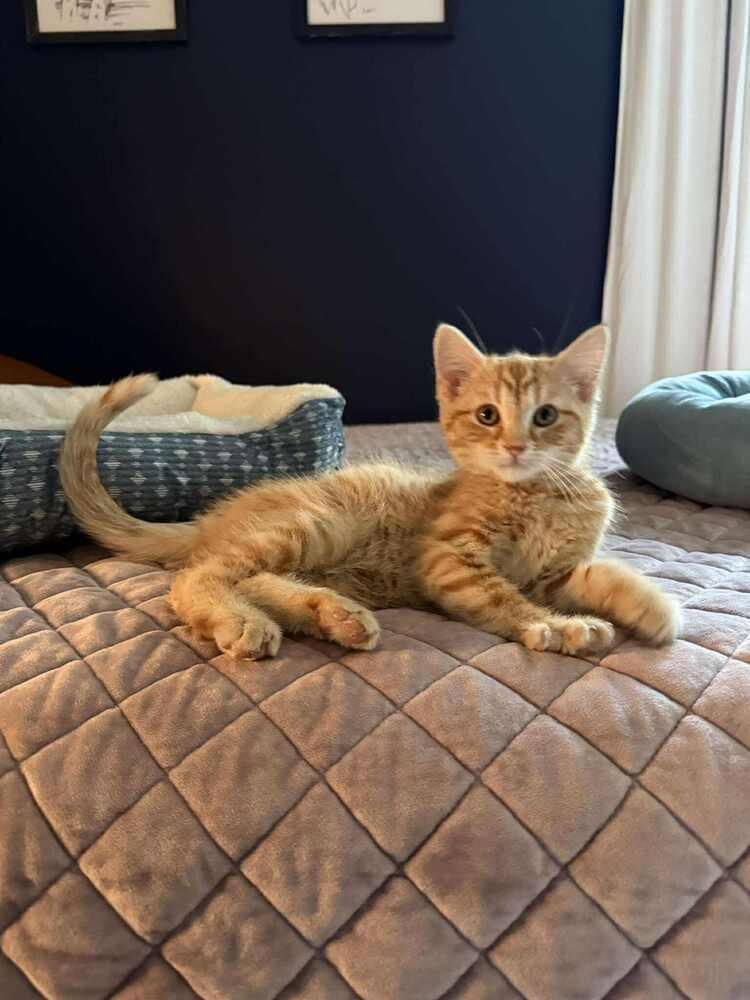Dale, Adoptable, Kitten Male Domestic Short Hair.