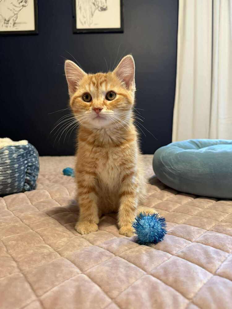 Dale, a Adoptable mixed breed in Lincoln, NE image 2/4
