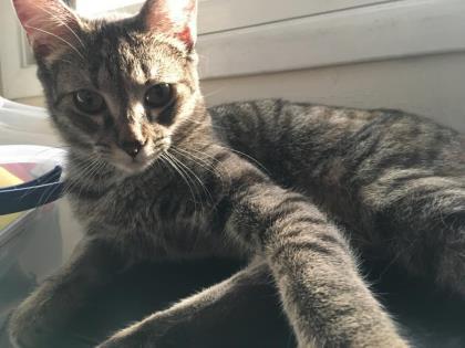 Julep, Adoptable, Adult Female Domestic Short Hair & Domestic Short Hair.