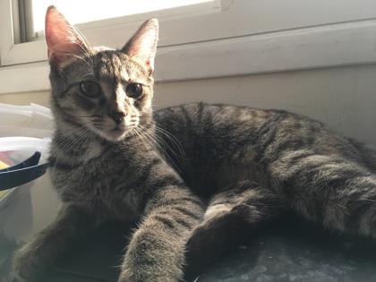 Enlarge Julep, a Adoptable Domestic Short Hair in New Freedom, PA image 2/2