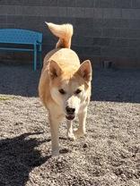 Mama Snow, ADOPTABLE, Adult Female Akita & Husky.