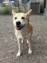 Enlarge Mama Snow, a ADOPTABLE mixed breed in Redmond, OR image 2/2