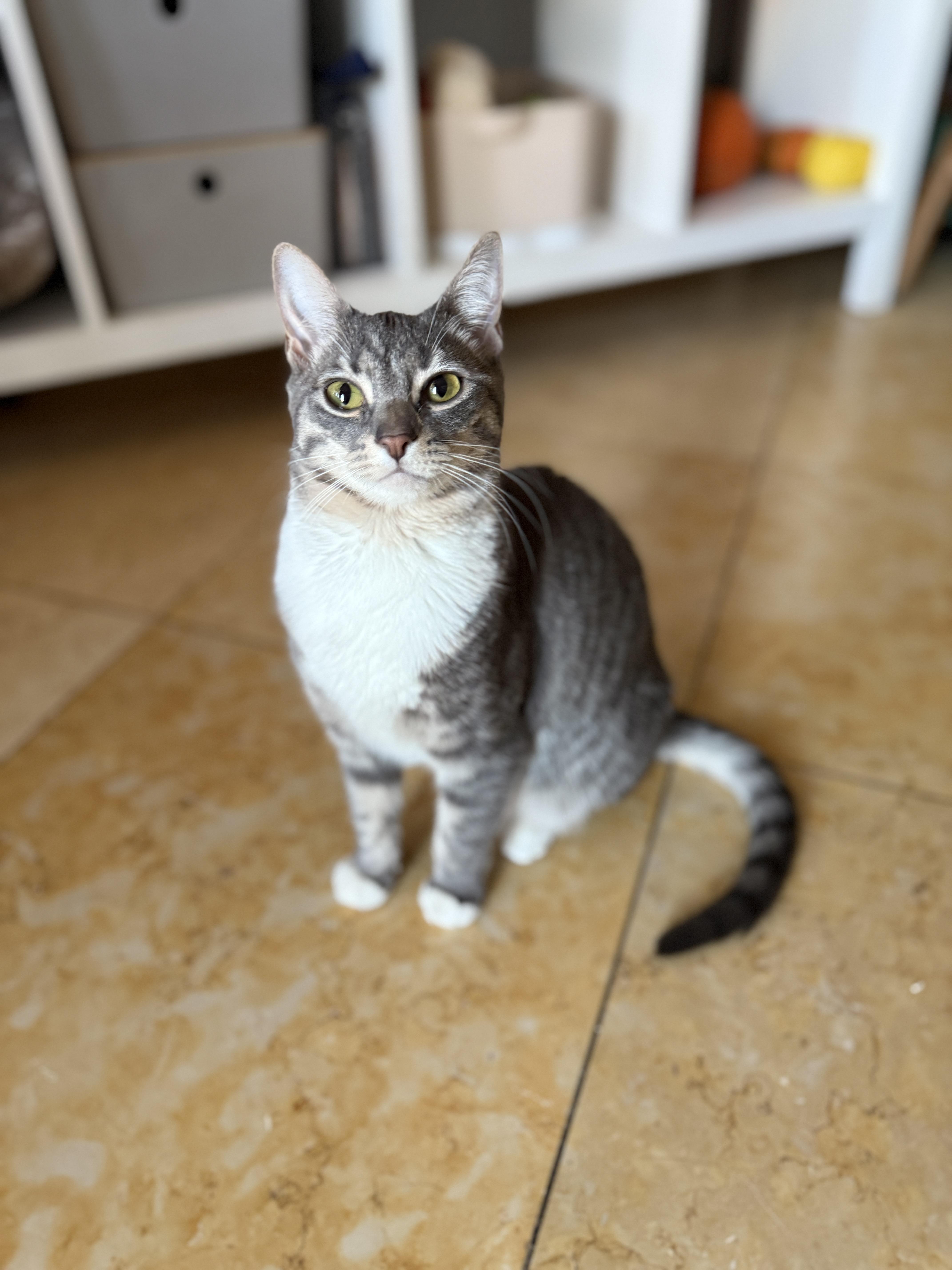 Enlarge Tweed, a Adoptable Domestic Short Hair in Brooklyn, NY image 1/4