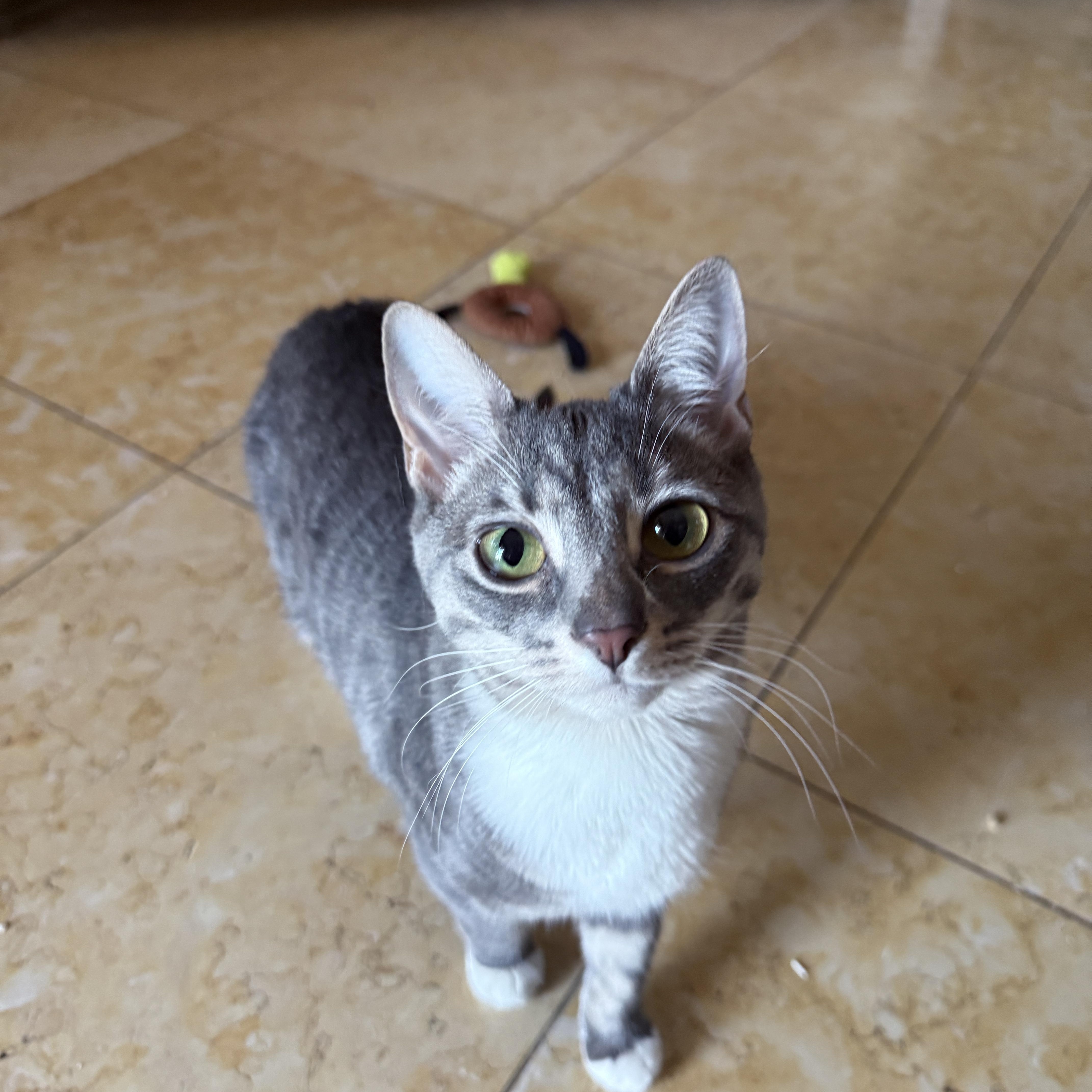Enlarge Tweed, a Adoptable Domestic Short Hair in Brooklyn, NY image 4/4