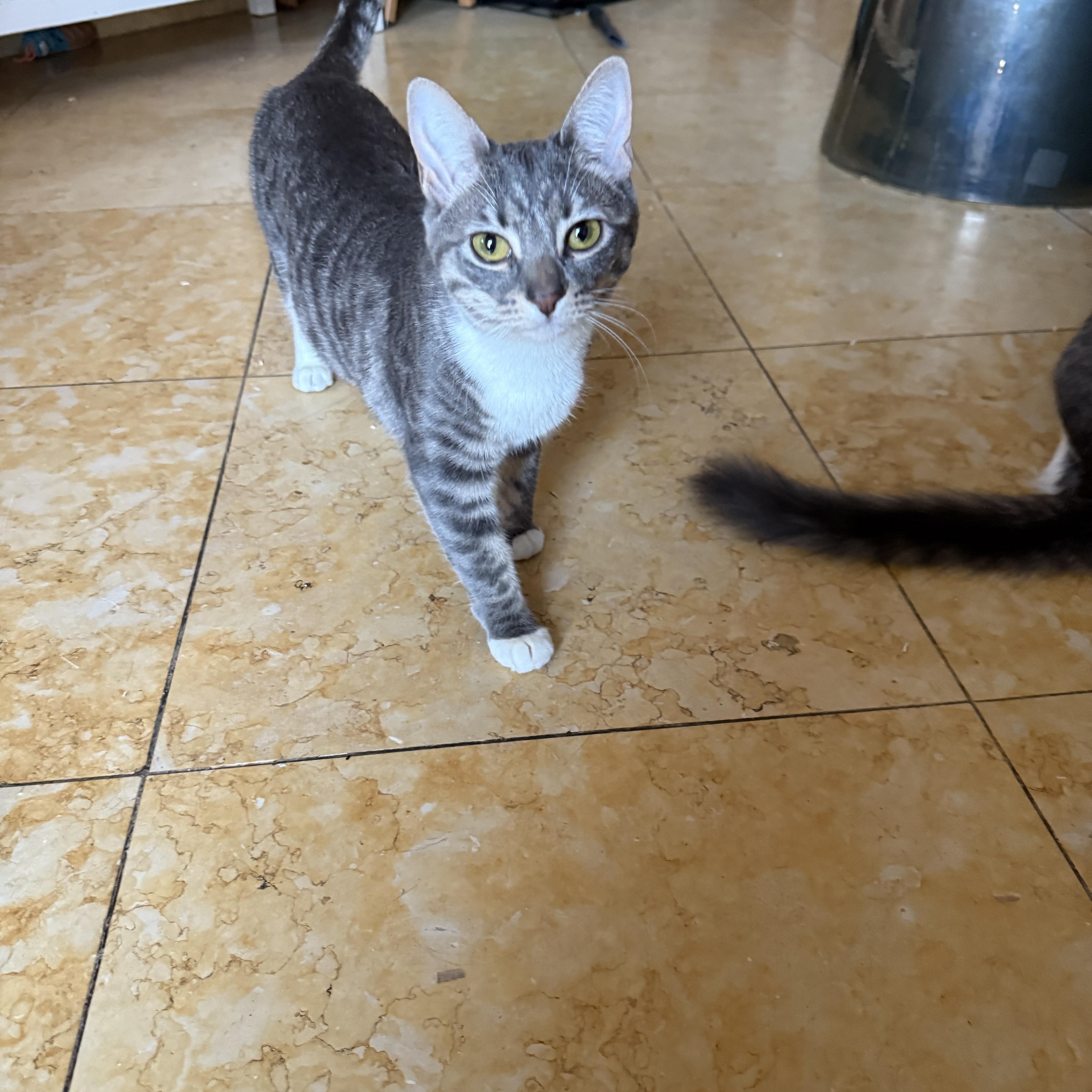 Enlarge Tweed, a Adoptable Domestic Short Hair in Brooklyn, NY image 3/4