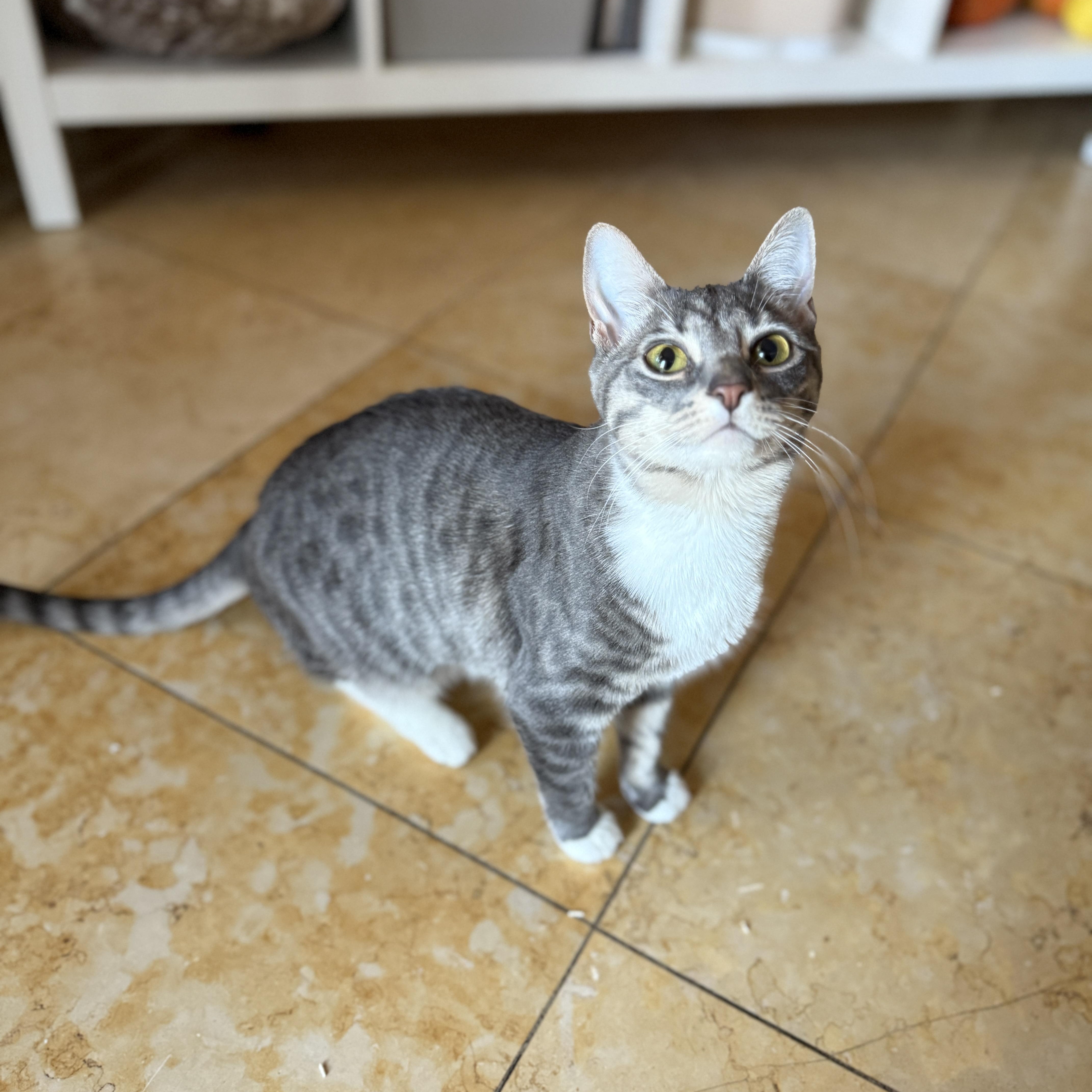 Enlarge Tweed, a Adoptable Domestic Short Hair in Brooklyn, NY image 2/4