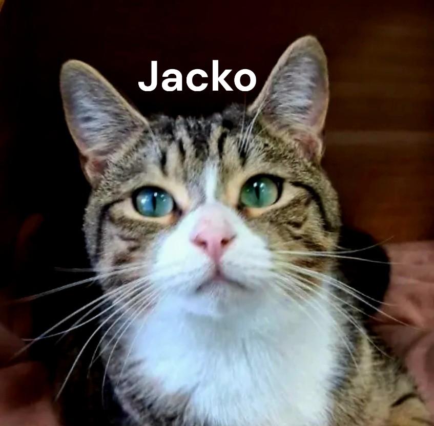 Jacko, a Adoptable Tabby in Chesapeake, VA image 1/2