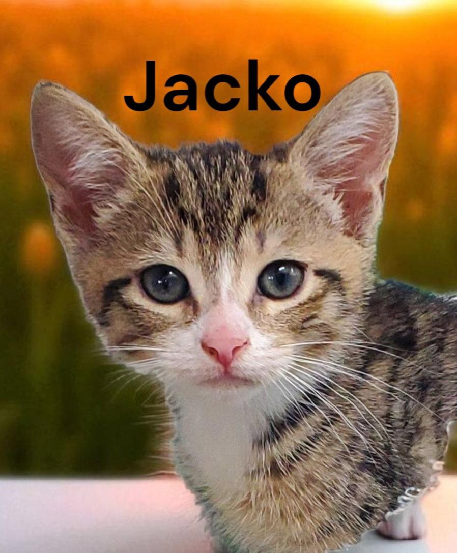 Jacko, a Adoptable Tabby in Chesapeake, VA image 2/2
