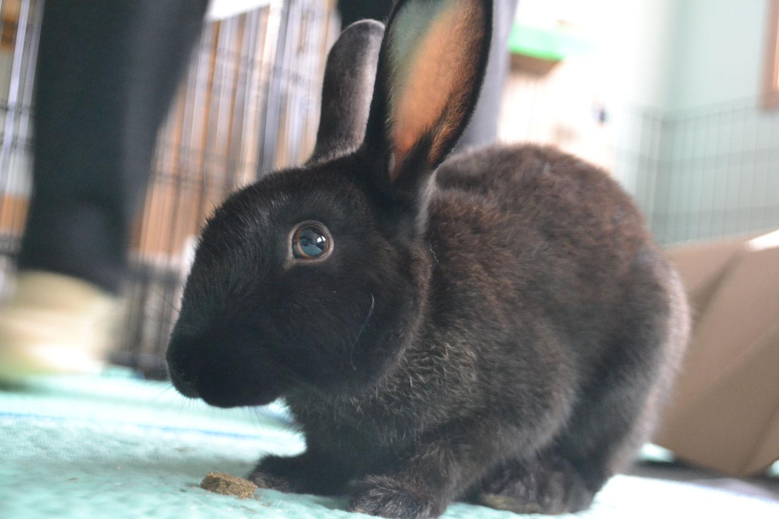 Enlarge Ellie, a Adoptable Bunny Rabbit in Milwaukie, OR image 1/3