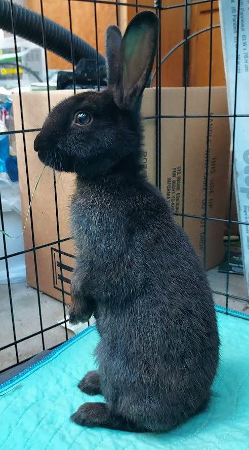 Enlarge Ellie, a Adoptable Bunny Rabbit in Milwaukie, OR image 2/3