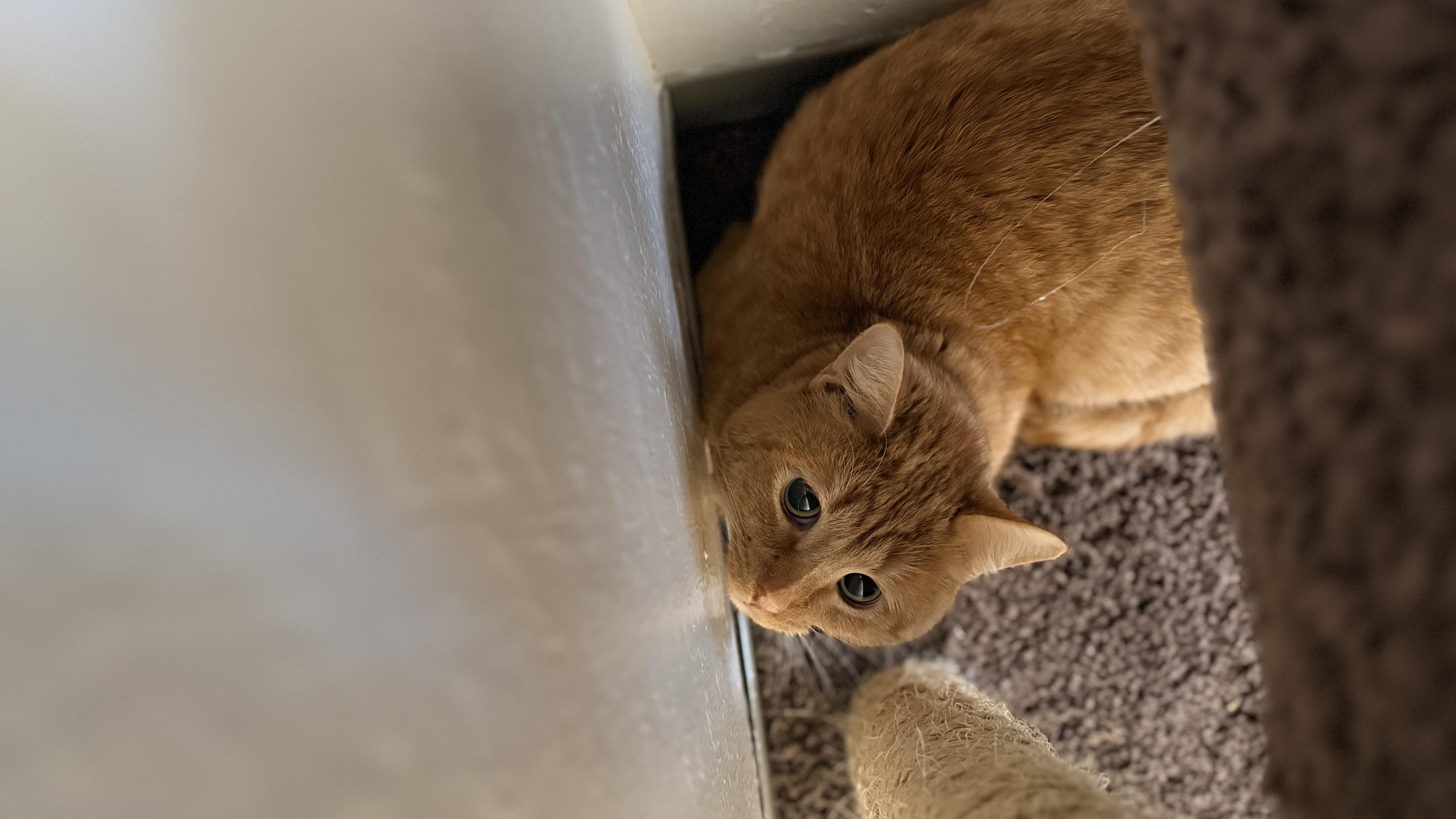 Emmet — thumbnail 3