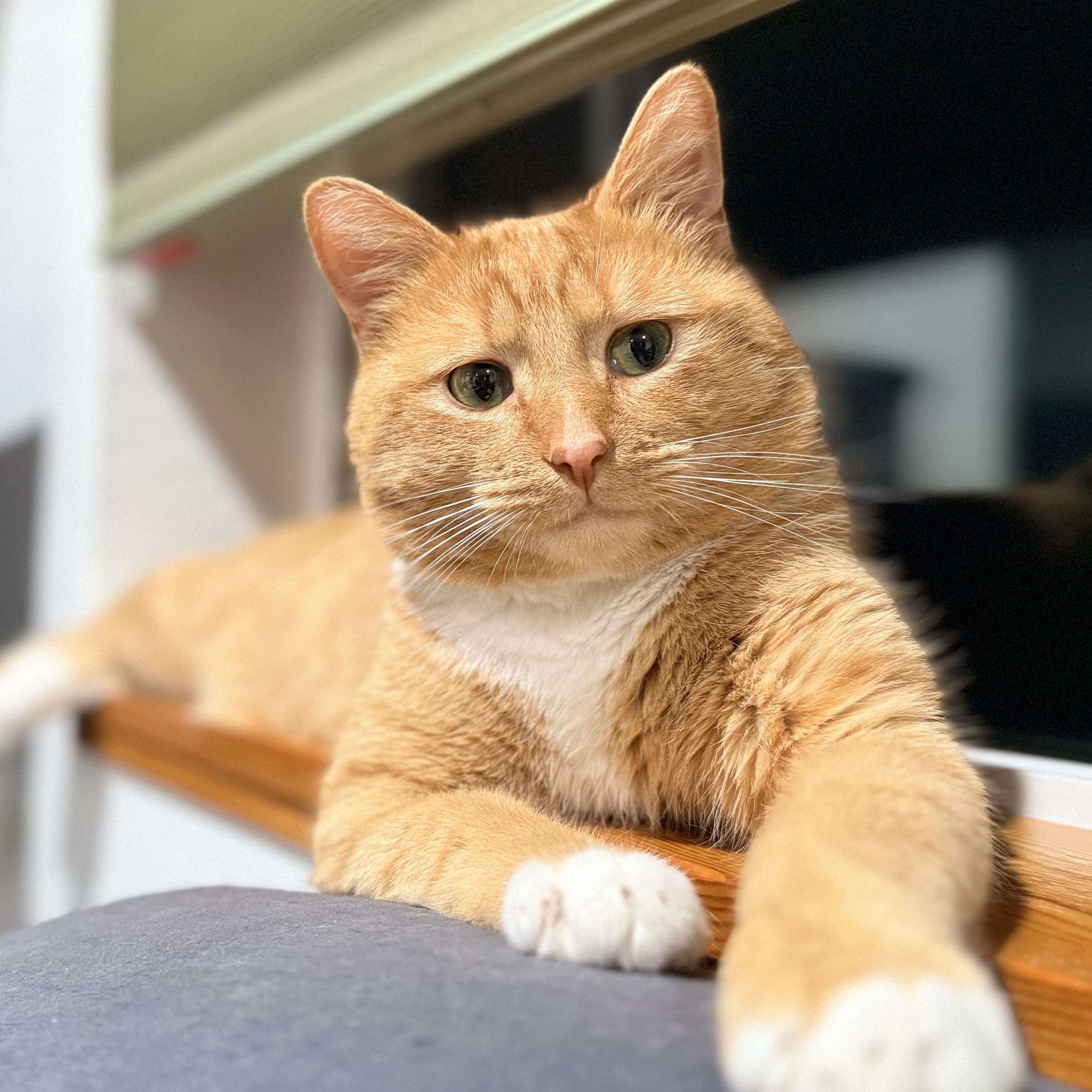 Emmet — thumbnail 5