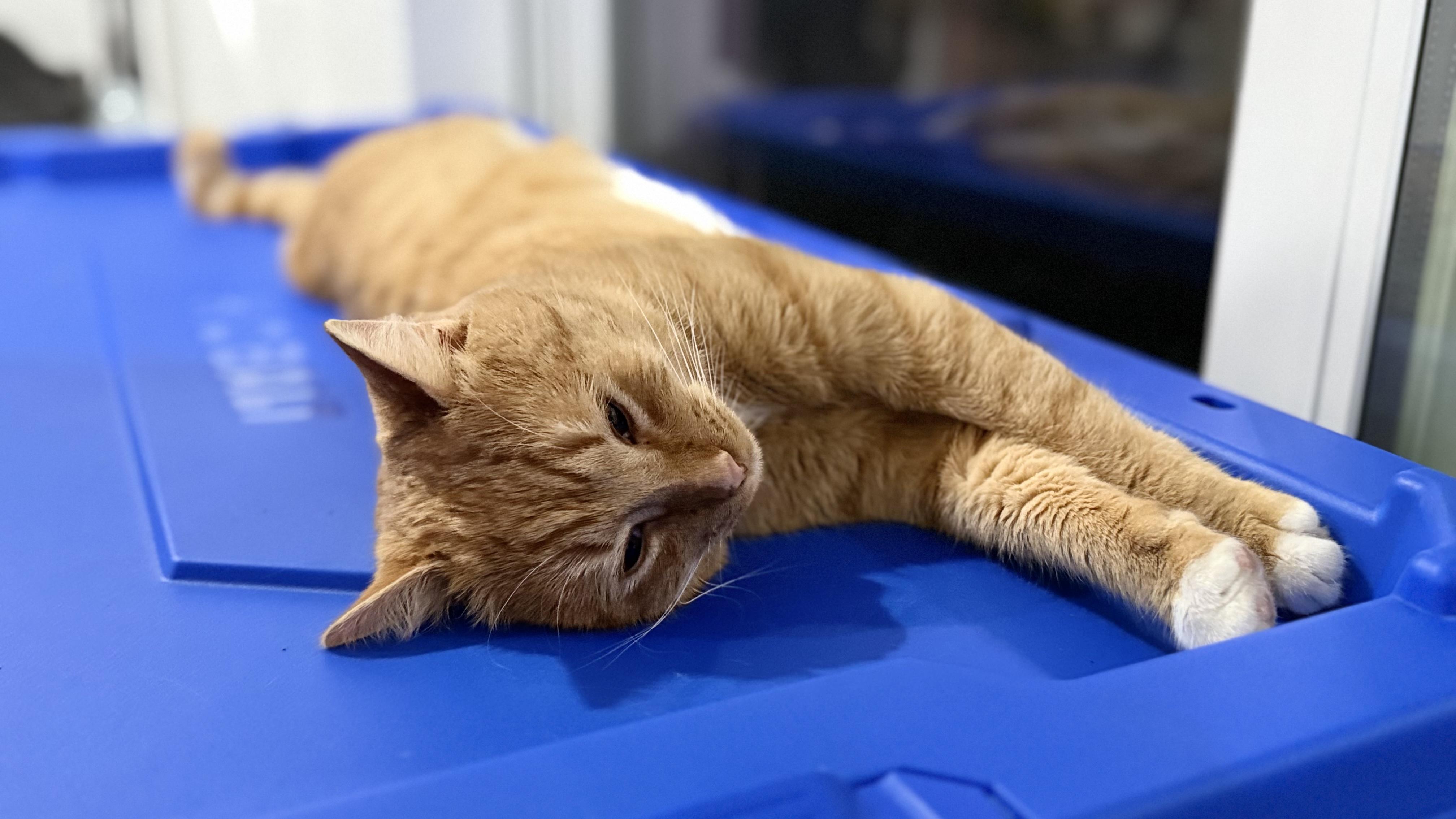 Emmet — thumbnail 6