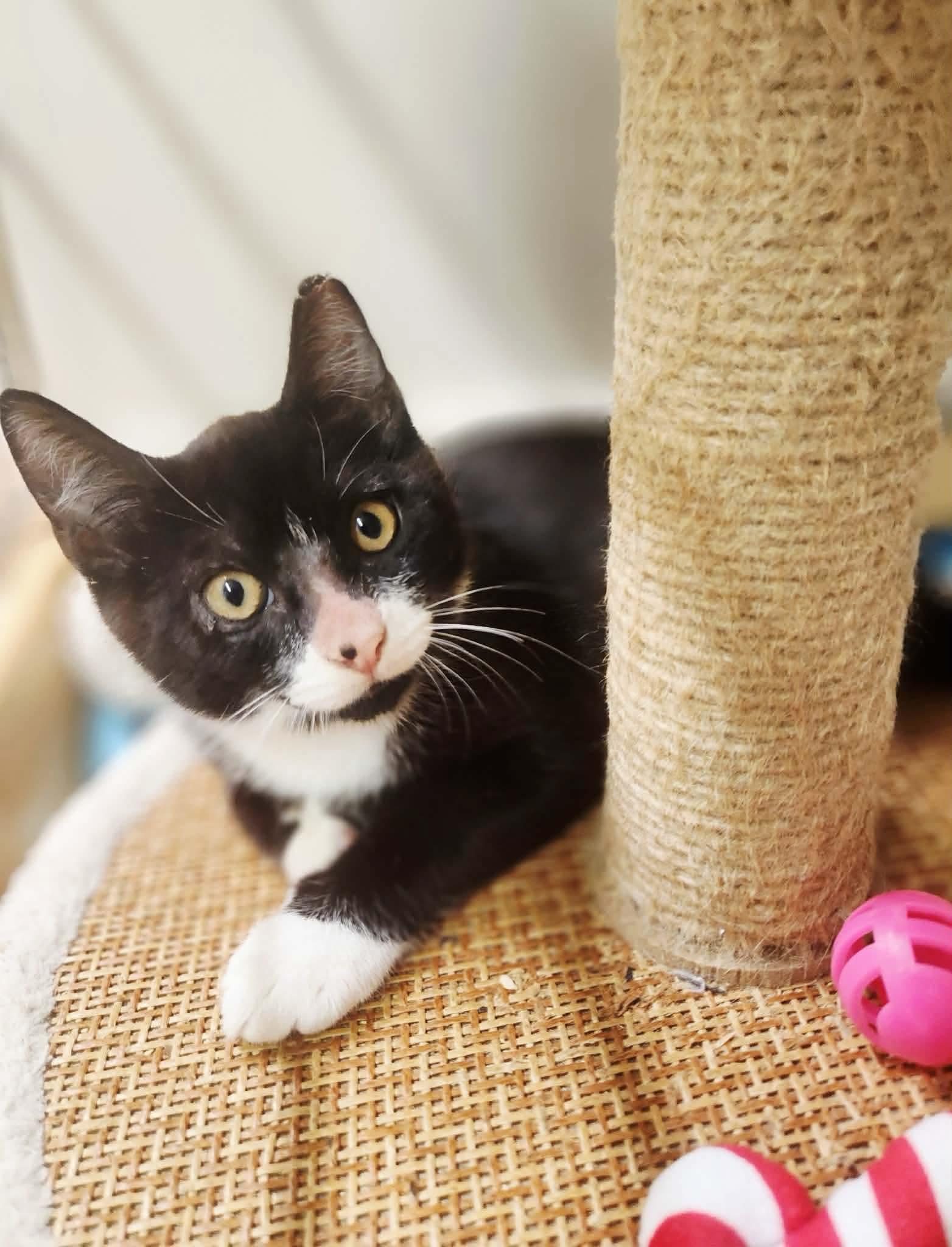 Enlarge Messi, a Adoptable Domestic Short Hair in Social Circle, GA image 1/3