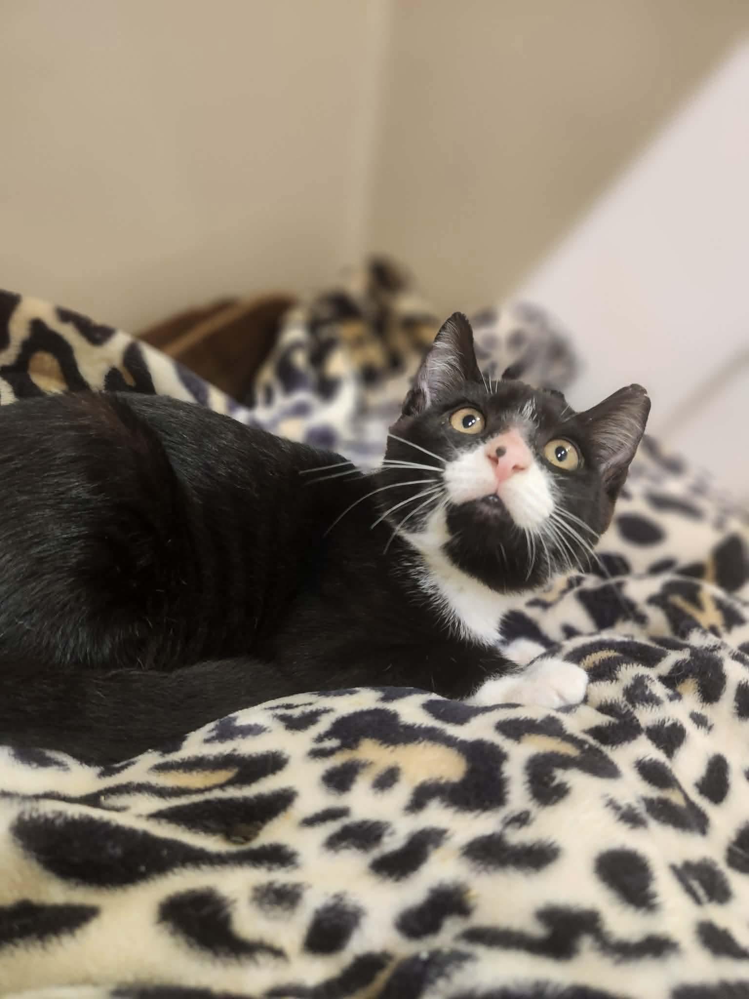 Enlarge Messi, a Adoptable Domestic Short Hair in Social Circle, GA image 2/3