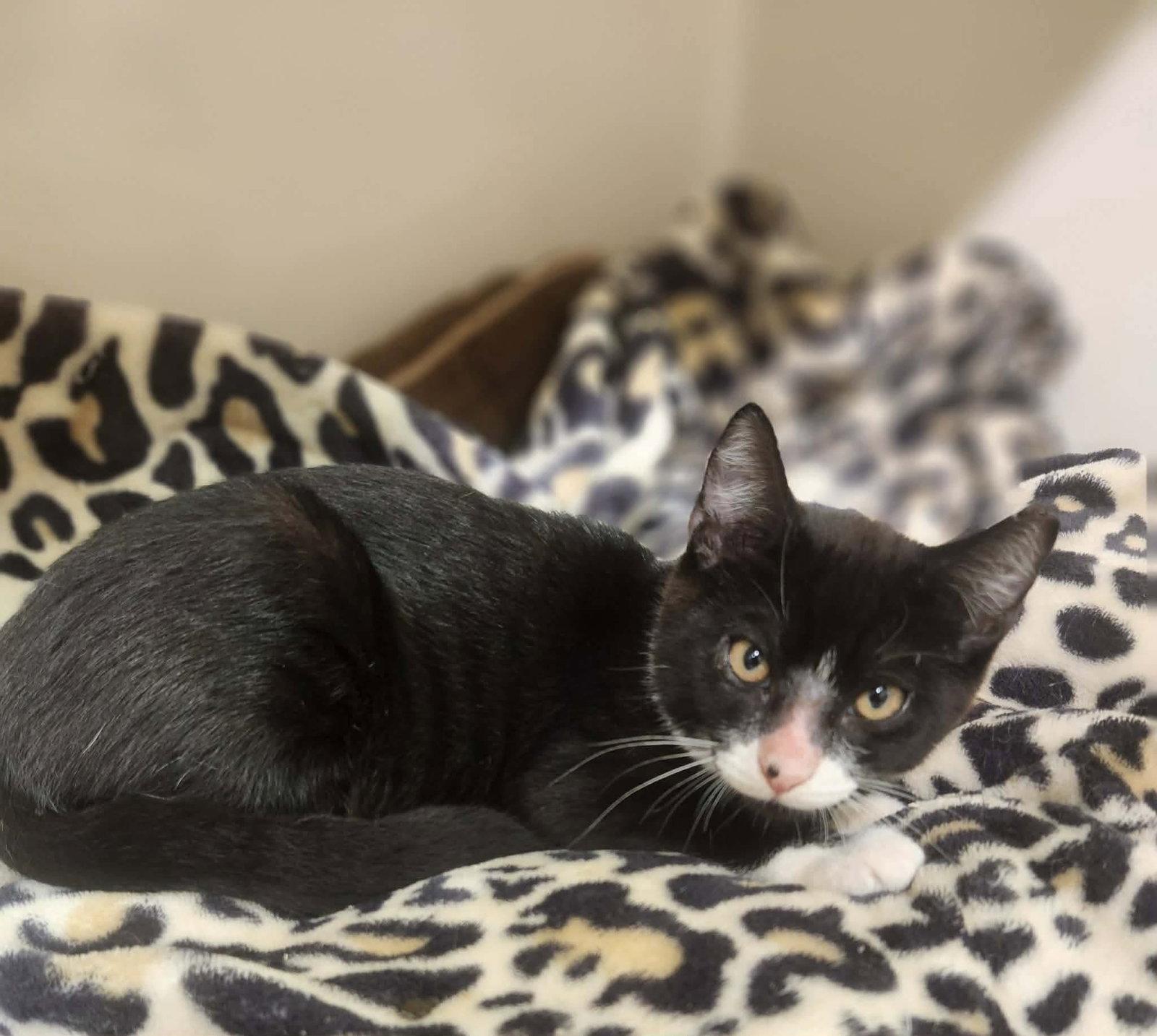 Enlarge Messi, a Adoptable Domestic Short Hair in Social Circle, GA image 3/3
