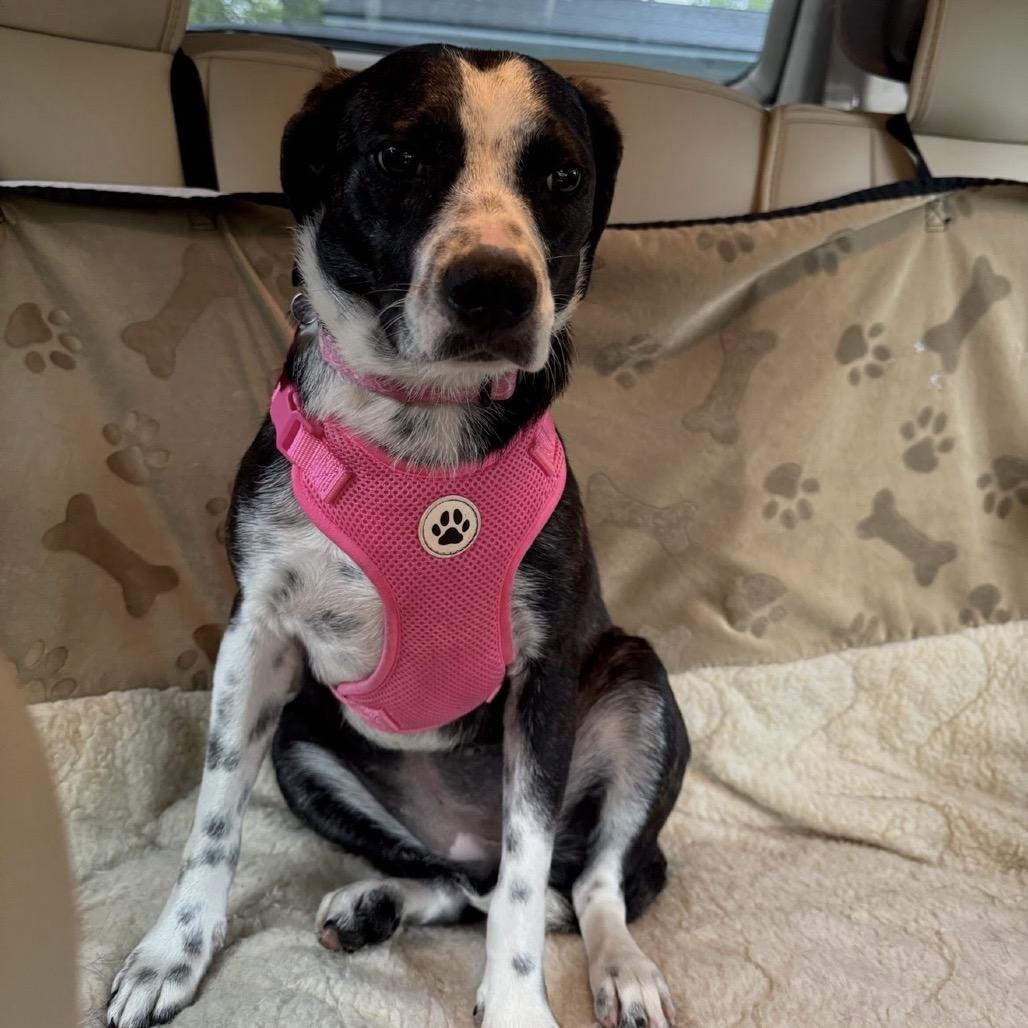Enlarge Minnie, a Adoptable Mixed Breed in Williston, FL image 1/3