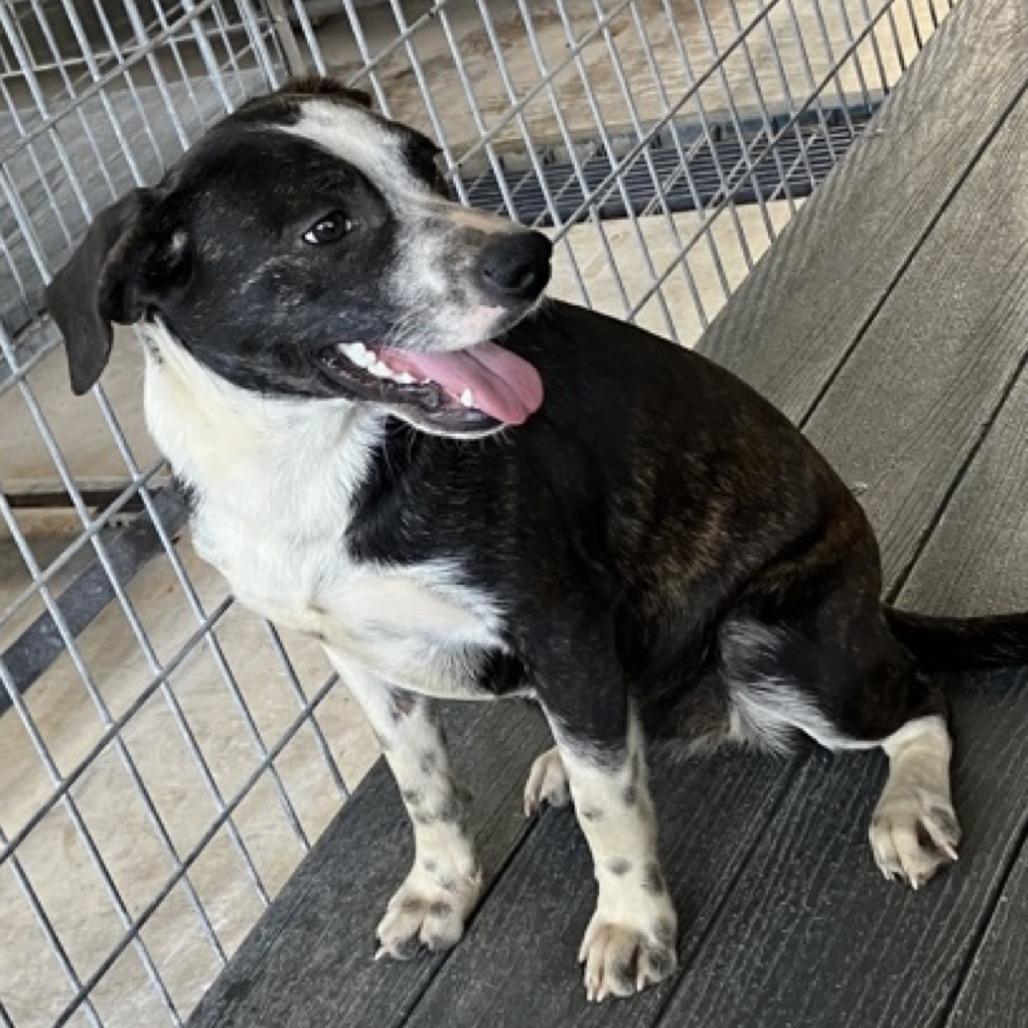 Minnie, Adoptable, Young Female Mixed Breed.