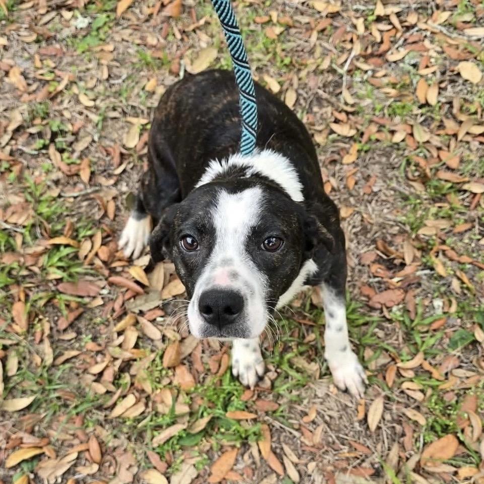 Enlarge Minnie, a Adoptable Mixed Breed in Williston, FL image 2/2