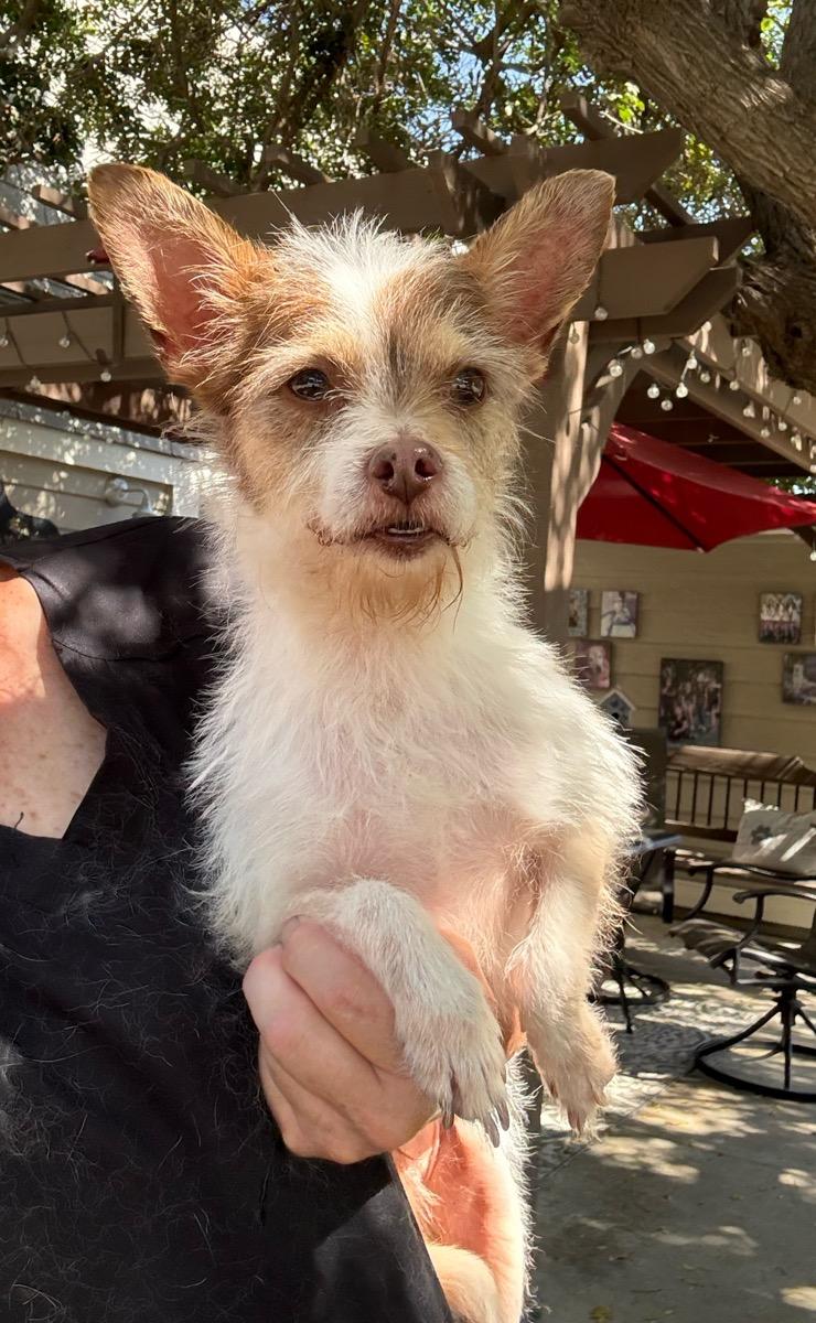 Jammie, Adoptable, Adult Male Terrier.
