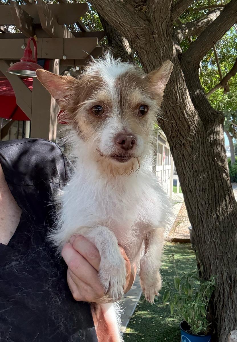 Enlarge Jammie, a Adoptable Terrier in Temecula, CA image 2/2