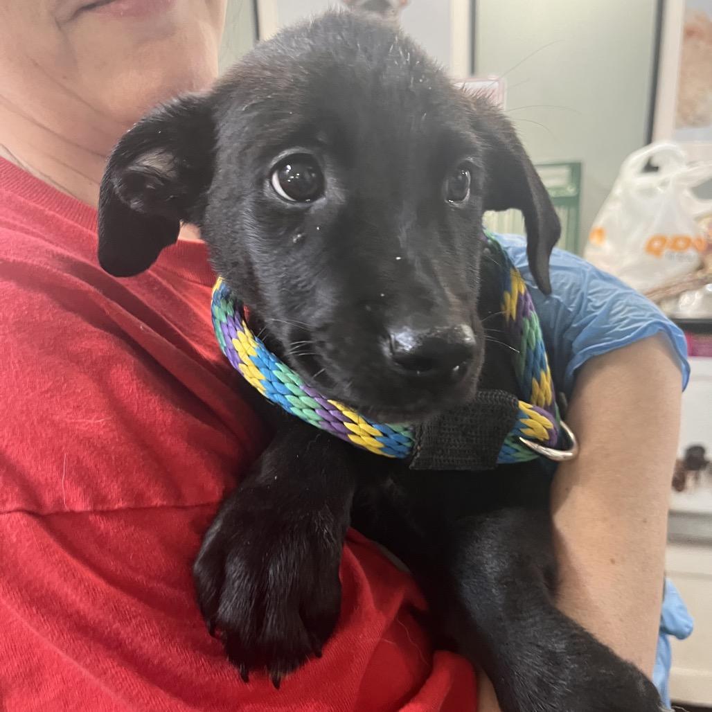 Enlarge Ross, a Adoptable mixed breed in Chester Springs, PA image 2/6