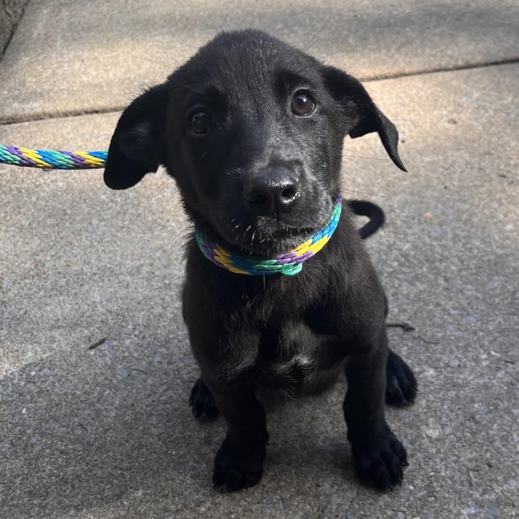 Enlarge Ross, a Adoptable mixed breed in Chester Springs, PA image 3/6