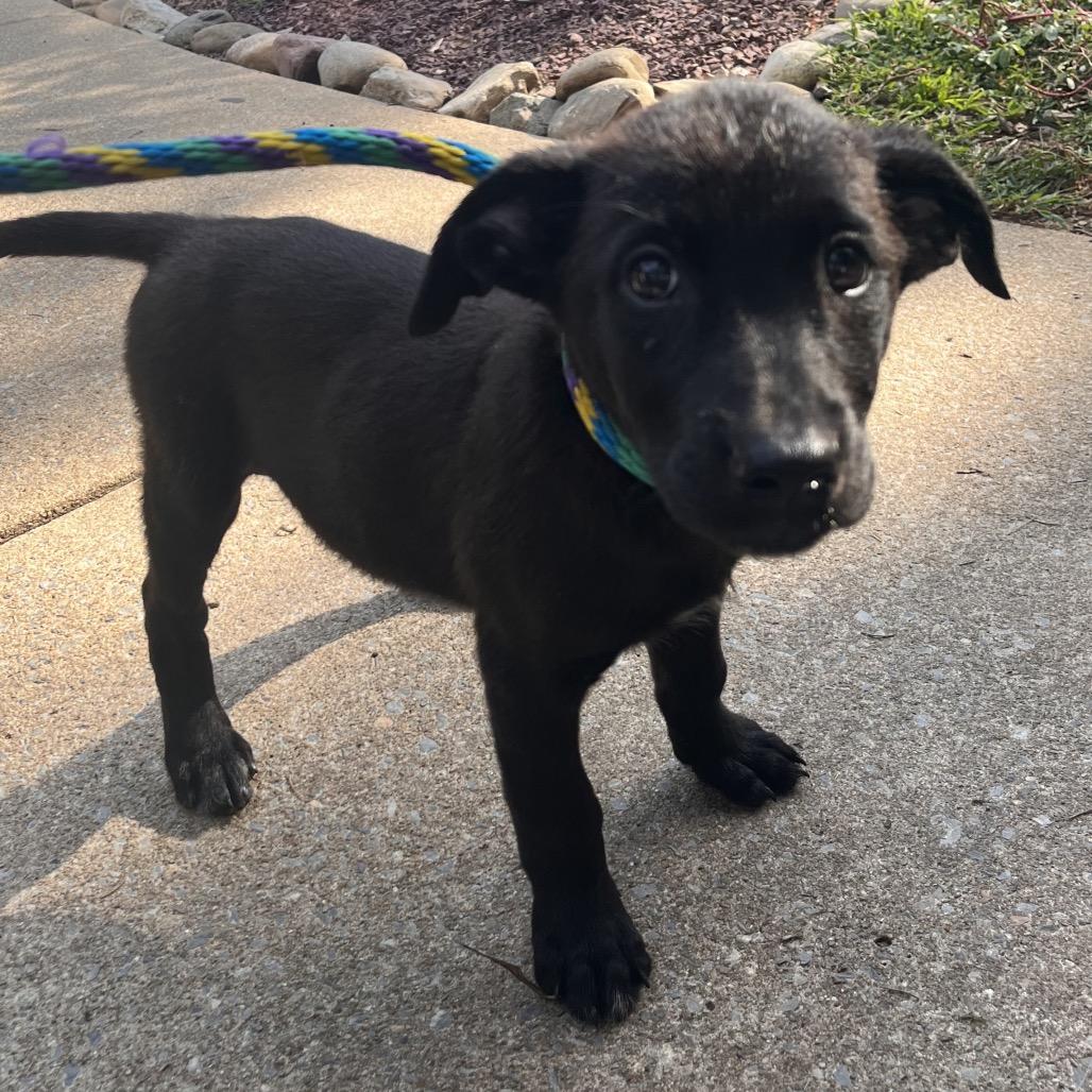 Enlarge Ross, a Adoptable mixed breed in Chester Springs, PA image 4/6