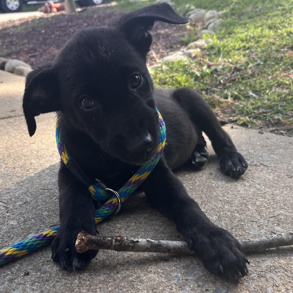 Ross, Adoptable, Puppy Male Belgian Shepherd / Malinois & Golden Retriever.
