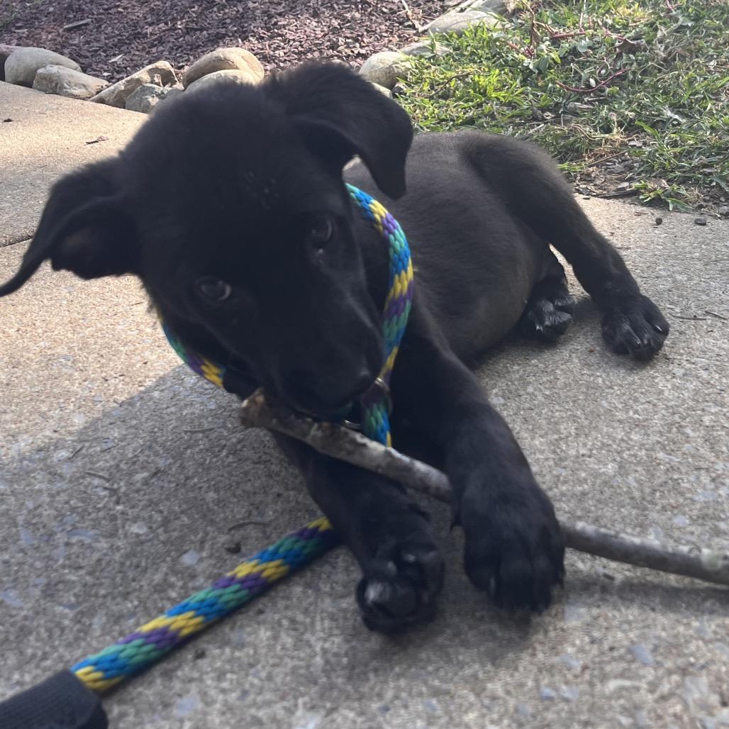Enlarge Ross, a Adoptable mixed breed in Chester Springs, PA image 5/6