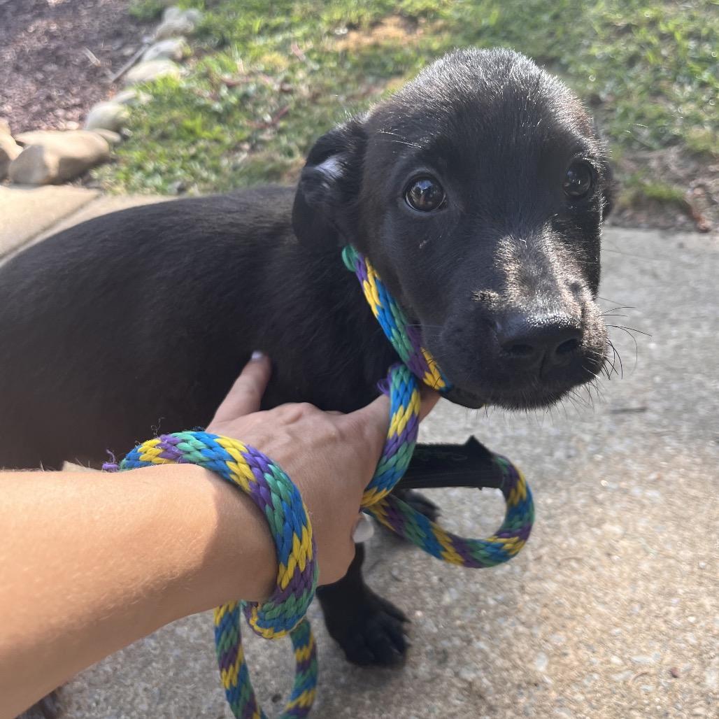 Enlarge Ross, a Adoptable mixed breed in Chester Springs, PA image 6/6