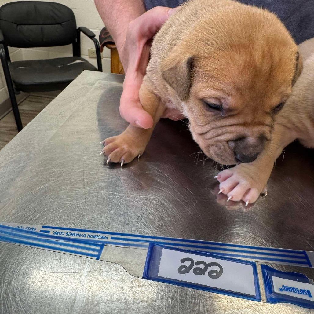 222 (2026) Mars, Adoptable, Puppy Male Pit Bull Terrier.