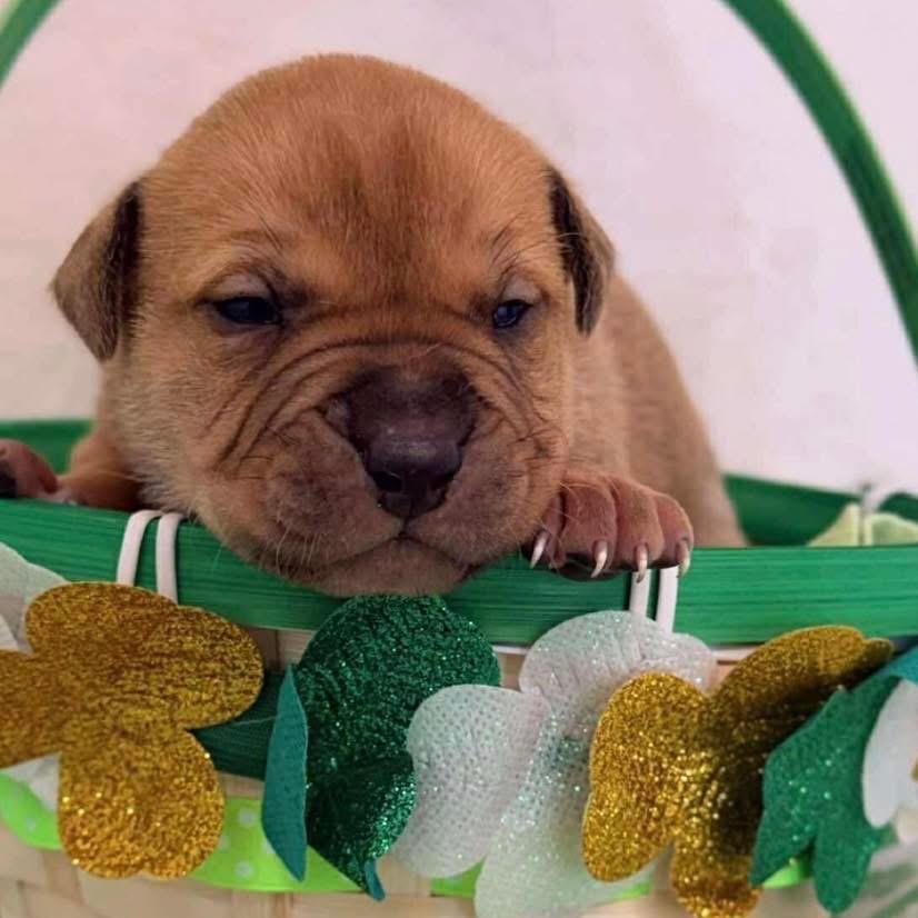 Enlarge 222 (2026) Mars, a Adoptable mixed breed in Parker, CO image 2/3