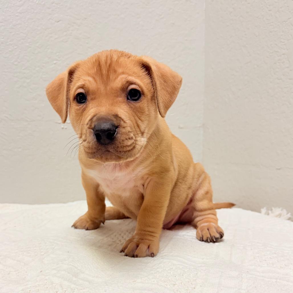 Enlarge 222 (2026) Mars, a Adoptable mixed breed in Parker, CO image 3/3