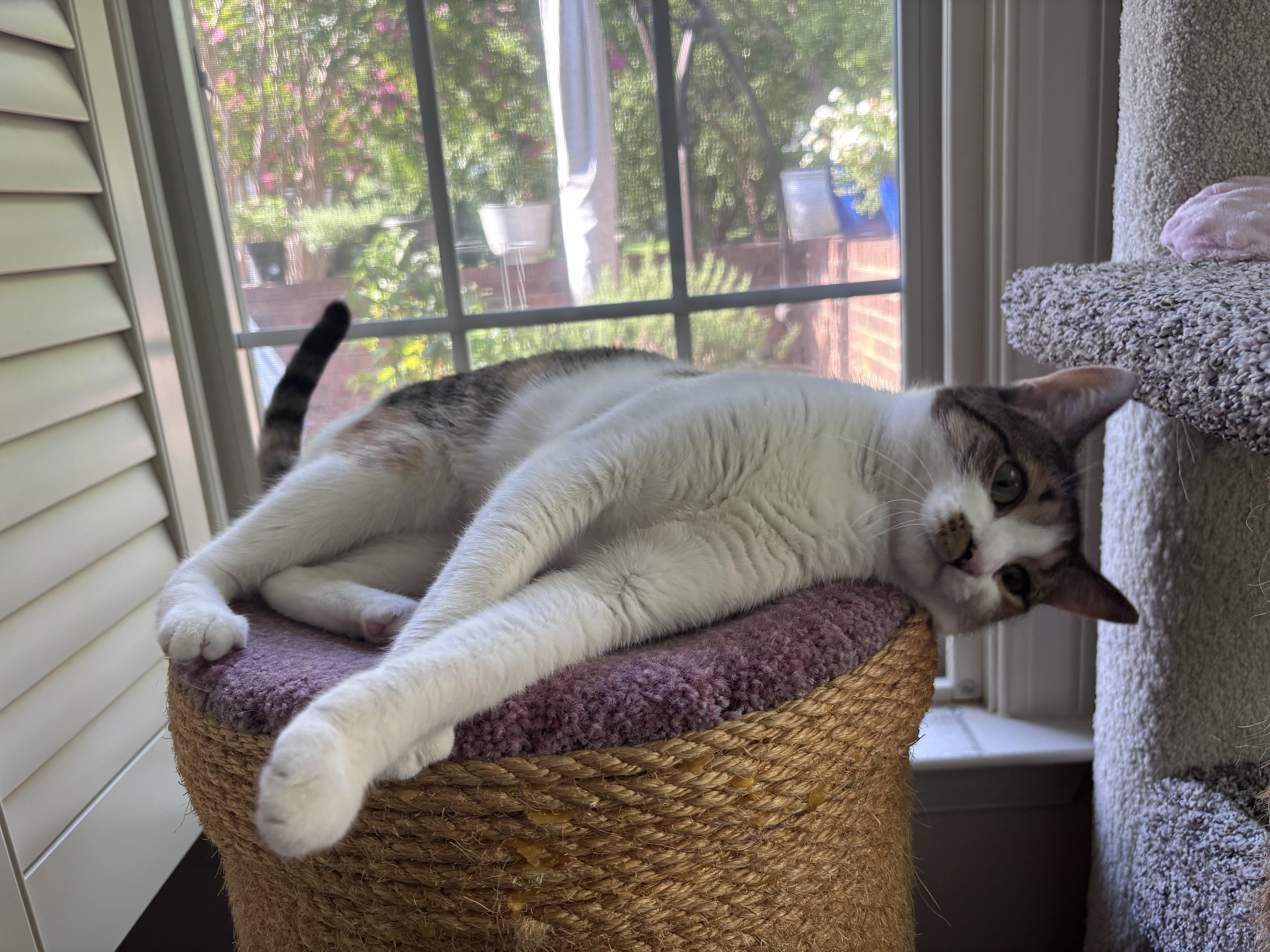 Tiny, a Adoptable Domestic Short Hair in Charlotte, NC image 3/4