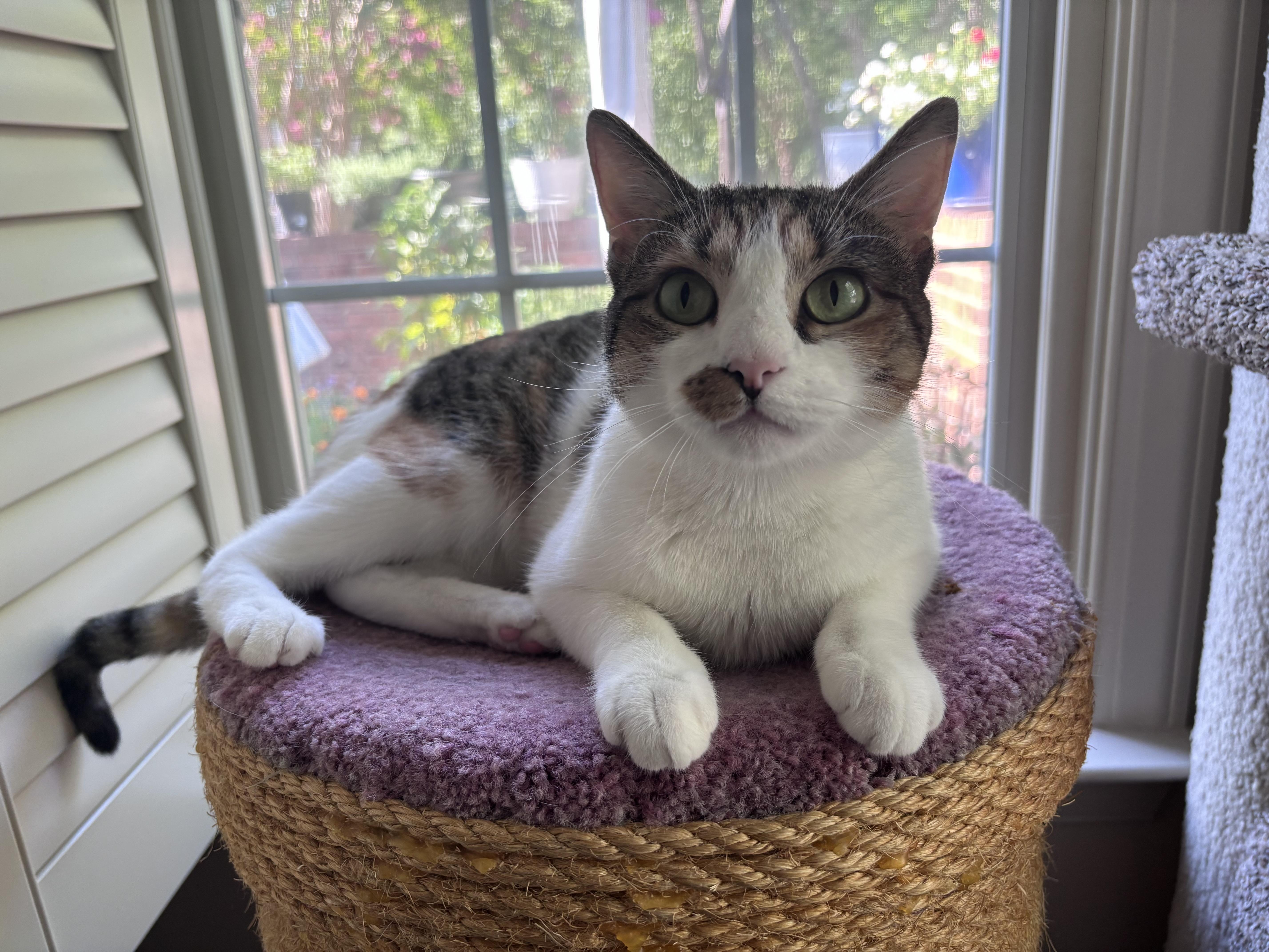 Tiny, a Adoptable Domestic Short Hair in Charlotte, NC image 1/4